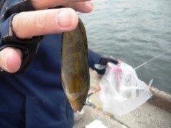 向かい風の中!!　泉大津RT　16日あさ