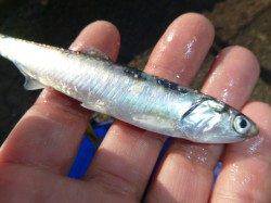 兵突　カタクチイワシ情報など