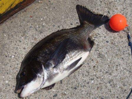 なぎさ公園のフカセ２日泉大津周辺ＲＴ