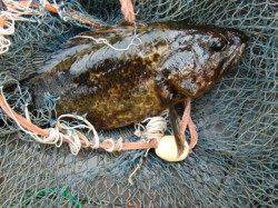 【ガッシー大漁】南芦屋浜リアルタイム