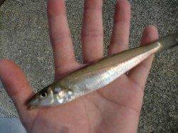 お手軽！ちょい投げでキス♪