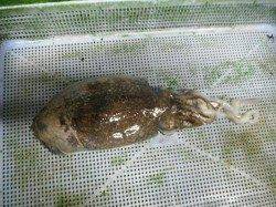 朝の兵突のイカ情報！