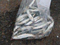 兵突のカタクチイワシ達！