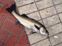 なぎさ公園でハネと!?　泉大津RT　20日朝