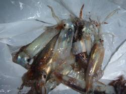 夜の兵突コウイカだ、スルメイカだ！