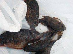 【イカ、二桁キタァ～】南芦屋浜リアルタイム