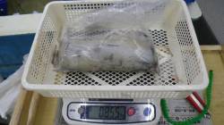 伊古木　ウキ釣りでアオリイカ855g