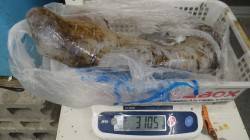 堺漁港　エギングでアオリイカ3105g！ヤ…