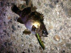 東二見人工島で雨の中のメバリング釣果