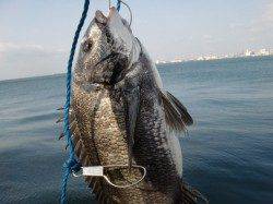 【朝５時にイカ？】南芦屋浜リアルタイム