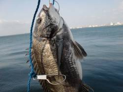 【朝５時にイカ？】南芦屋浜リアルタイム