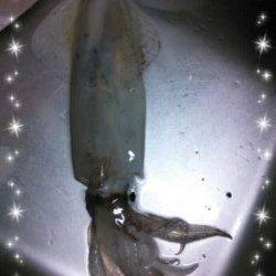 エギングでケンサキの釣果、メバルはリリースサイズのみ・・・