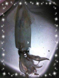 エギングでケンサキの釣果、メバルはリリースサイズのみ・・・