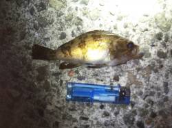 大蔵海岸 メバリングでメバルも今後に期待