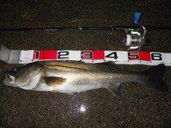 貝塚人工島へ夜釣りでエビ撒き釣りに行ってきました