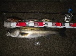 貝塚人工島へ夜釣りでエビ撒き釣りに行ってき…