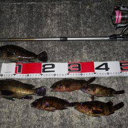 貝塚 午後7時からのエビ撒き釣りでメバル・ガシラ・タケノコメバル