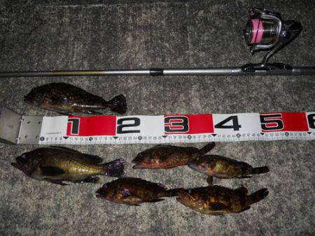 貝塚 午後7時からのエビ撒き釣りでメバル・…