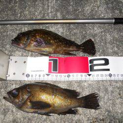 貝塚 午後7時からのエビ撒き釣りでメバル・ガシラ・タケノコメバル