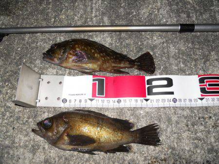 貝塚 午後7時からのエビ撒き釣りでメバル・ガシラ・タケノコメバル