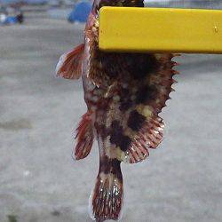 大蔵海岸 釣り場は満員御礼状態も胴突きでガシラ６匹