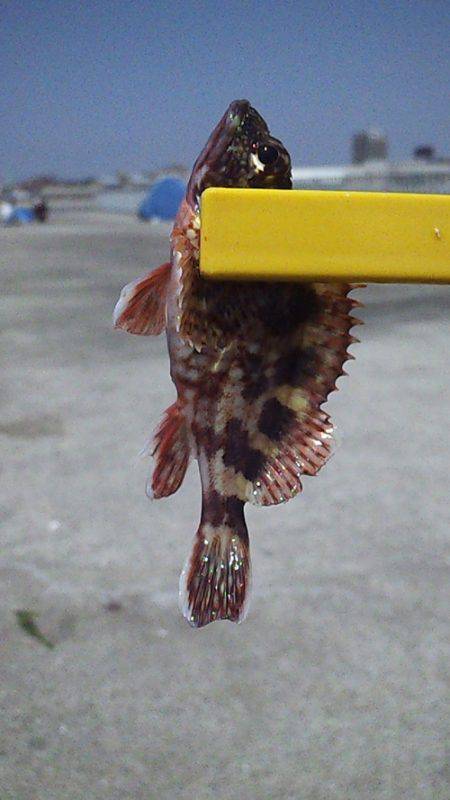 大蔵海岸 釣り場は満員御礼状態も胴突きでガシラ６匹