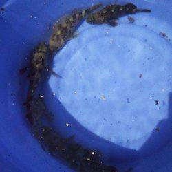 大蔵海岸 釣り場は満員御礼状態も胴突きでガシラ６匹