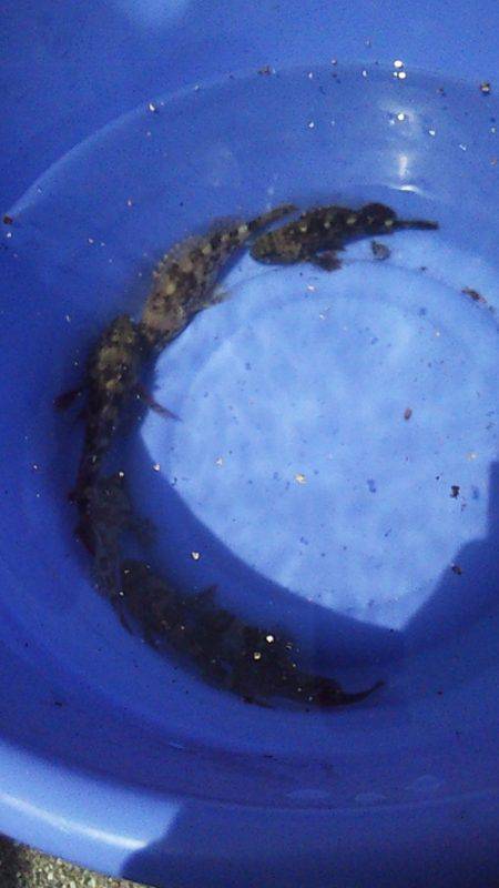 大蔵海岸 釣り場は満員御礼状態も胴突きでガ…