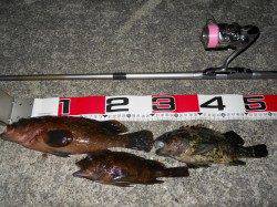 貝塚人工島へ夕方からエビ撒き釣り、良型のアコウ！