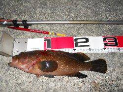 貝塚人工島へ夕方からエビ撒き釣り、良型のアコウ！