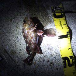 アジュール舞子～西舞子 1時間のメバリングでガシラ20cm☆