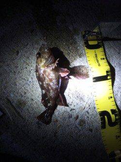 アジュール舞子～西舞子 1時間のメバリングでガシラ20cm☆