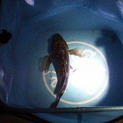 アジュール舞子～西舞子 1時間のメバリングでガシラ20cm☆