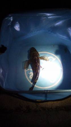 アジュール舞子～西舞子 1時間のメバリング…