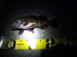 大蔵海岸 潮止まり1時間勝負のメバリングでガシラ＆メバル