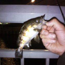 大蔵海岸 潮止まり1時間勝負のメバリングでガシラ＆メバル