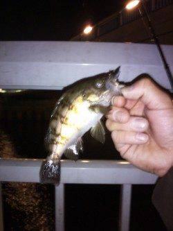 大蔵海岸 潮止まり1時間勝負のメバリングでガシラ＆メバル