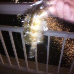 大蔵海岸 メバリングでメバル2匹 ショートバイトでバラシも多い