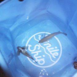 大蔵海岸 メバリングでメバル2匹 ショートバイトでバラシも多い