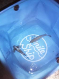 大蔵海岸 メバリングでメバル2匹 ショート…