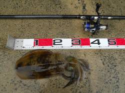 神谷の工場波止でヤエン釣り♪