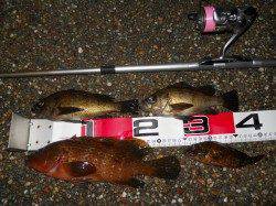 貝塚人工島、良型のアコウ、メバルの釣果