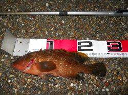 貝塚人工島、良型のアコウ、メバルの釣果