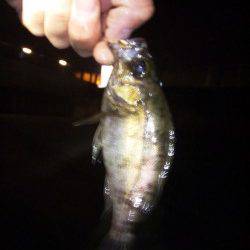 大蔵海岸　メバリングでメバル15cm　悔しいバラシも