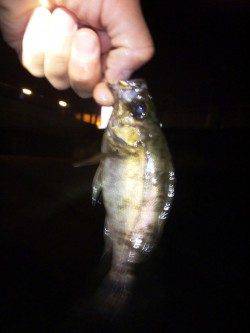 大蔵海岸　メバリングでメバル15cm　悔しいバラシも