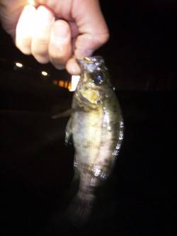 大蔵海岸　メバリングでメバル15cm　悔し…