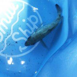 大蔵海岸　メバリングでメバル15cm　悔しいバラシも