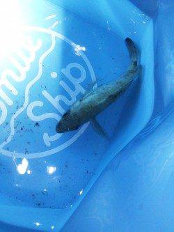 大蔵海岸　メバリングでメバル15cm　悔しいバラシも