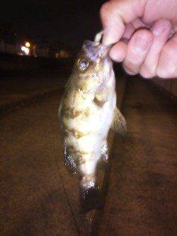 大蔵海岸　下げ潮でのメバリングでメバル＆ガシラ