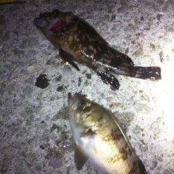 大蔵海岸　下げ潮でのメバリングでメバル＆ガシラ